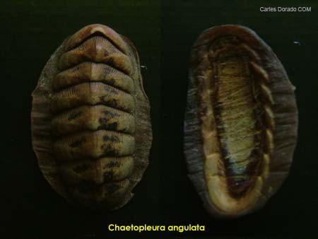 La differenza tra Chaetopleura angulata e Chiton olivaceus.